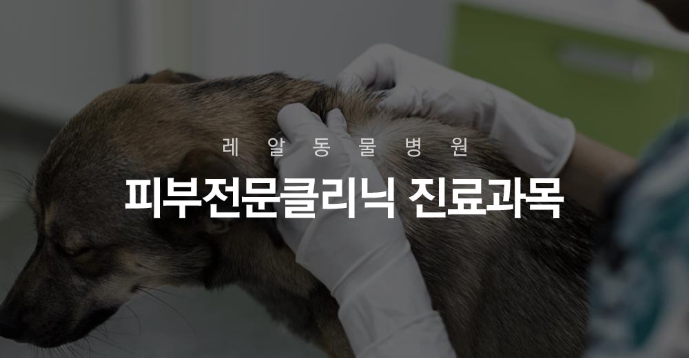 피부전문클리닉 진료과목