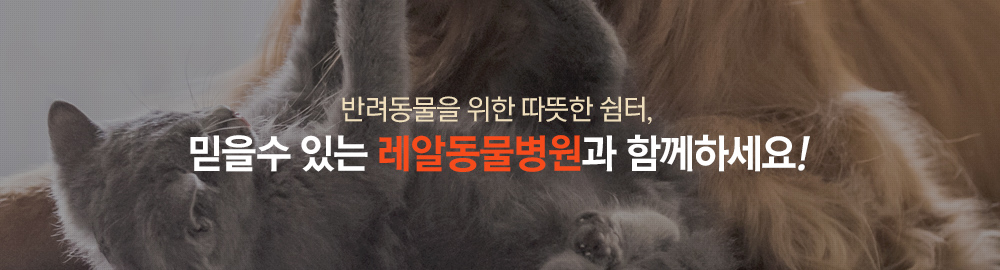 반려동물을 위한 따뜻한 쉼터, 믿을 수 있는 레알 피부전문 동물병원과 함께하세요!