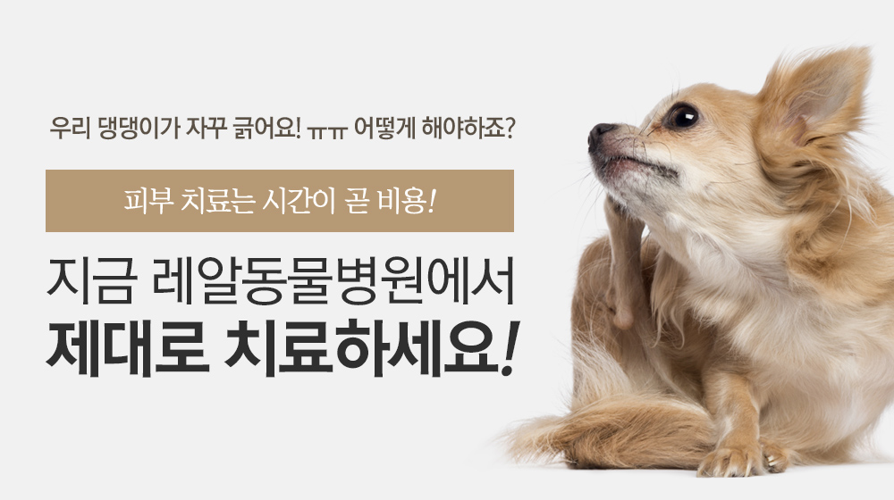 피부치료는 시간이 곧 비용! 지금 레알 피부전문 동물병원에서 제대로 치료하세요.